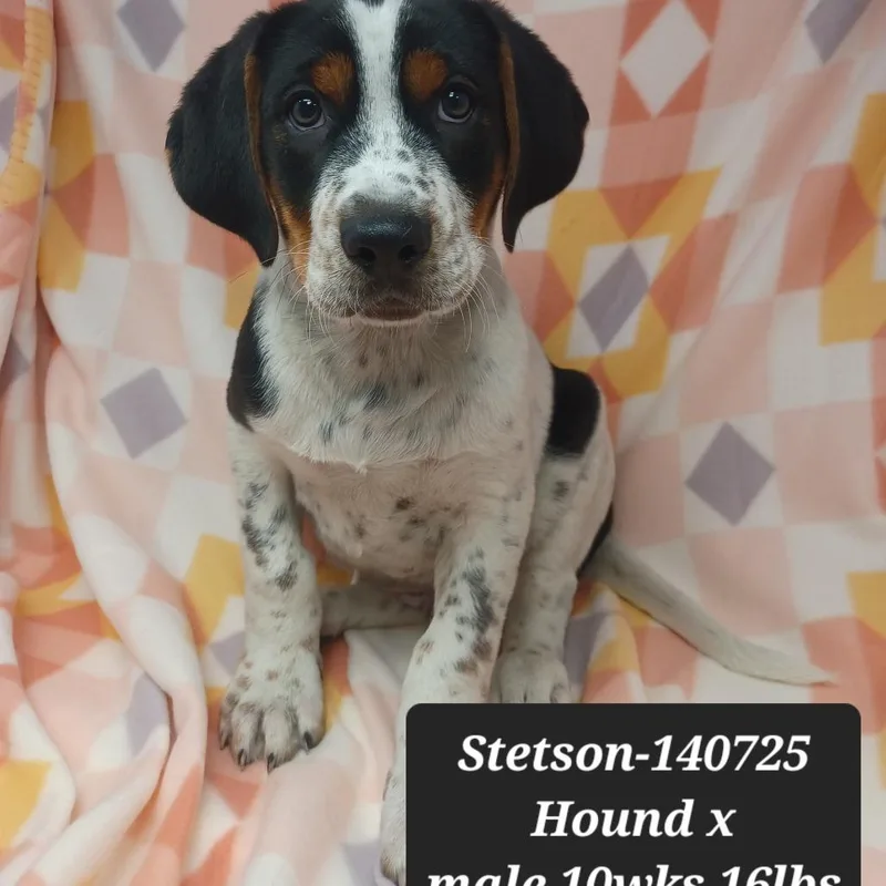 Stetson