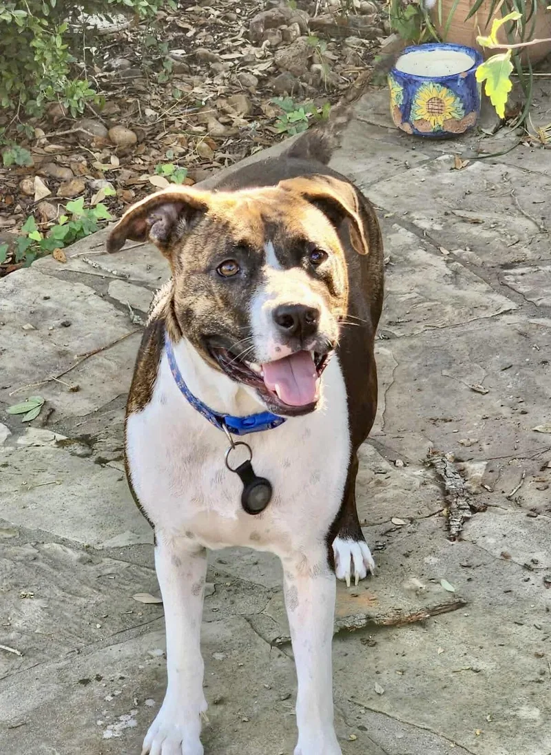 A young medium-sized female Brindle American Staffordshire Terrier dog named Narni for adoption in Mooresville, NC