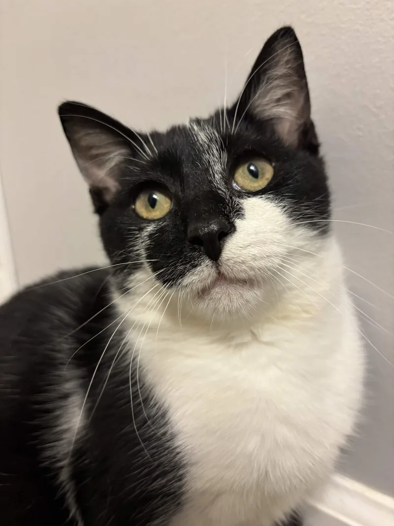 A baby medium-sized male Black Domestic Short Hair cat named Scooby for adoption in Cleveland Heights, OH