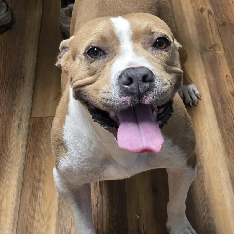An adult medium-sized female Yellow / Tan / Blond / Fawn Bull Terrier dog named Emma for adoption in Jasper, GA