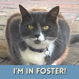 An adult medium-sized female Domestic Short Hair cat named Alchemy for adoption in Alameda, CA