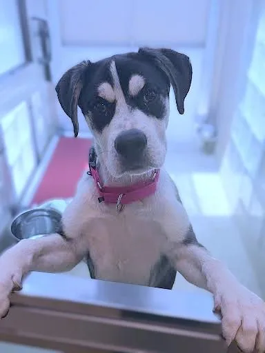 An adult large-sized male Husky dog named Harry for adoption in Washington, DC