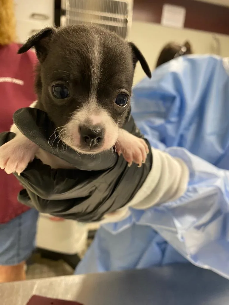 A baby small-sized female Chihuahua dog named Loni Love for adoption in Fall River, MA