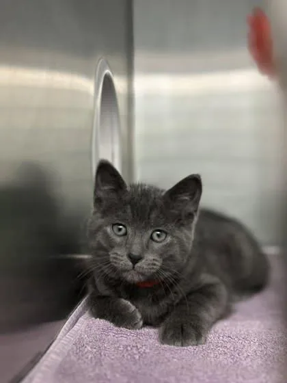 A baby small-sized male Domestic Short Hair cat named Watermelon for adoption in Munster, IN