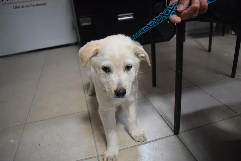 A baby small-sized male Husky dog named Arrow for adoption in Pahrump, NV