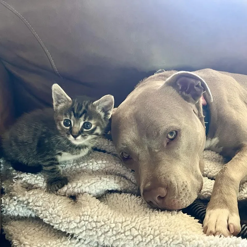 A baby small-sized female Gray / Blue / Silver Domestic Short Hair cat named Ekko for adoption in Auburn, AL