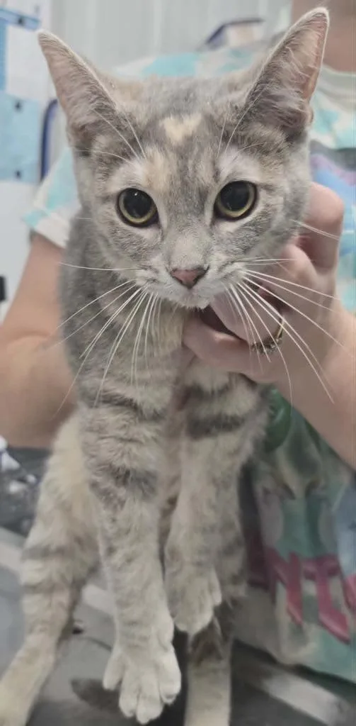 A baby medium-sized female Bengal cat named Skyla for adoption in Hillsdale, IN
