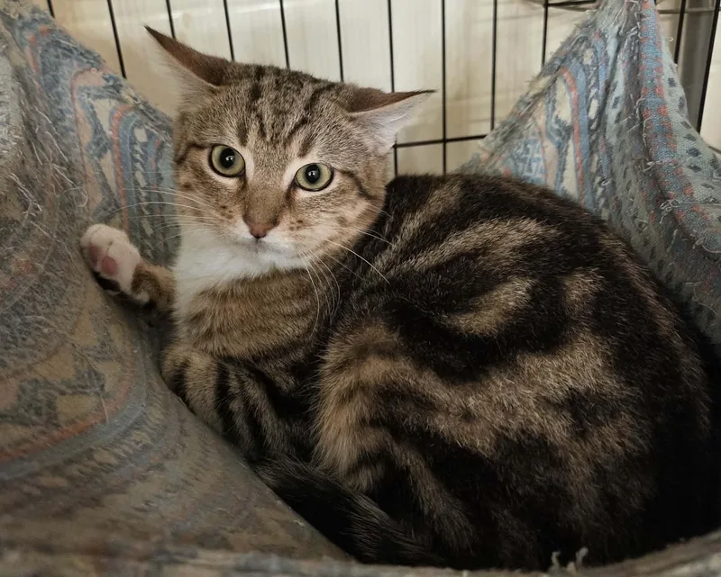 A baby medium-sized male Tabby (Brown / Chocolate) Domestic Short Hair cat named Toby for adoption in Tehachapi, CA
