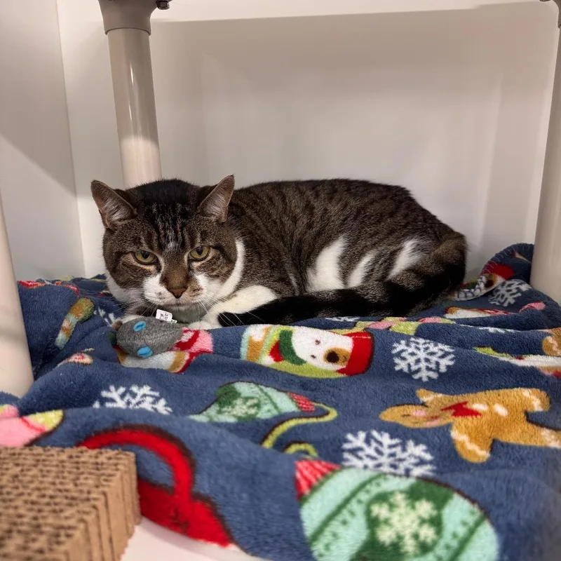 A senior medium-sized male Domestic Short Hair cat named Snickers for adoption in Tampa, FL