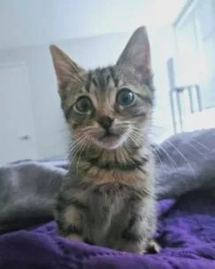 Simba thumbnail 2