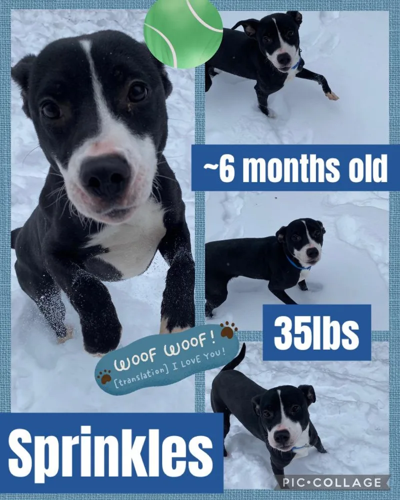 Sprinkles thumbnail 3