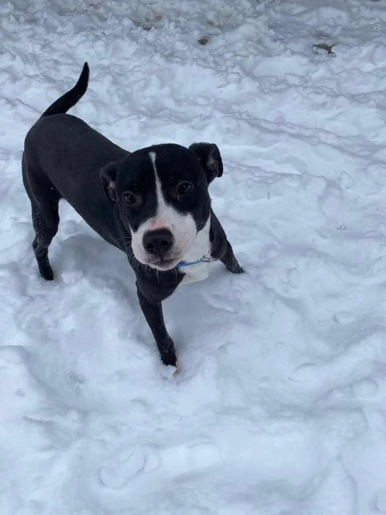 Sprinkles thumbnail 4