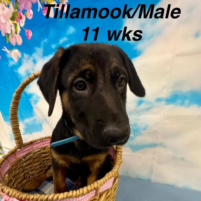Tillamook