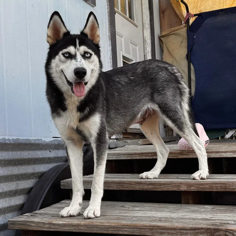 An adult medium-sized female Black Siberian Husky dog named Victoria for adoption in Leander, TX