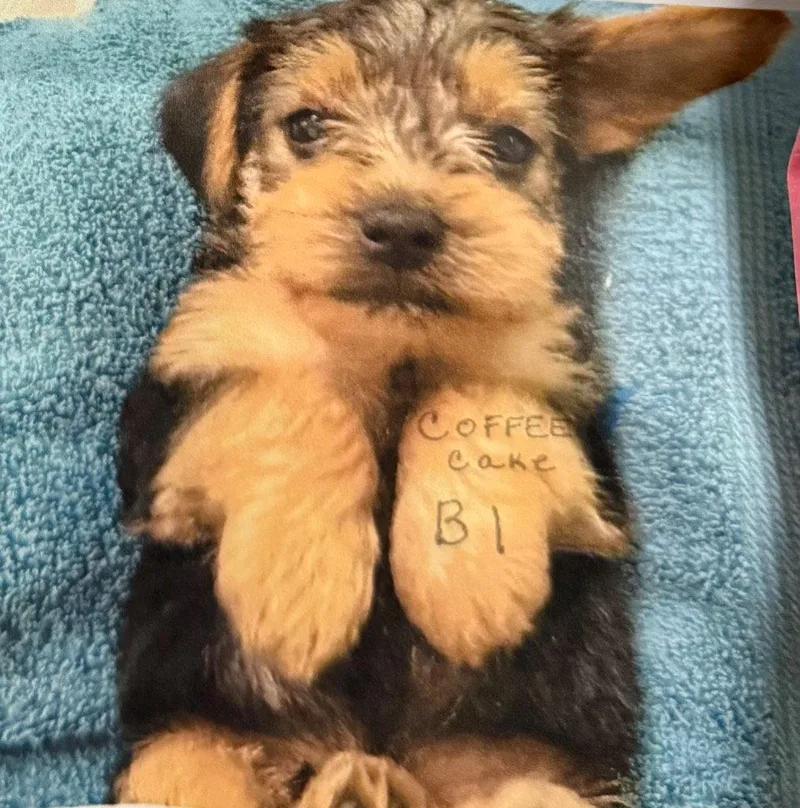 A baby small-sized male Yorkshire Terrier dog named Coffeecake for adoption in Ellijay, GA