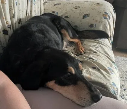 An adult large-sized male Black Coonhound dog named Johnboy for adoption in Downers Grove, IL