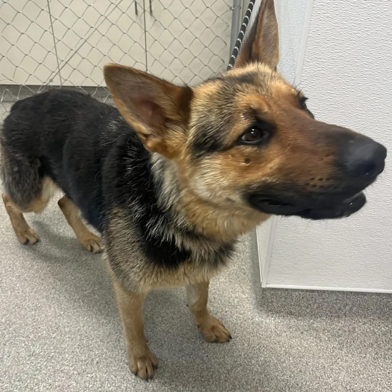 A young large-sized female Black German Shepherd Dog dog named Europa for adoption in Matteson, IL