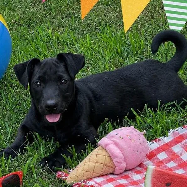 A baby medium-sized male Dachshund dog named Chandlerâ¦xparstray for adoption in Locust Fork, AL