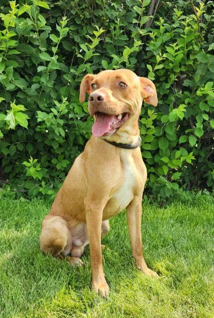 A young medium-sized male Golden Boxer dog named Perry for adoption in Butte, MT