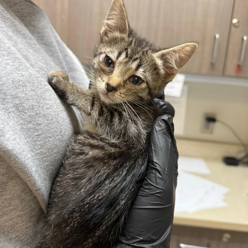 A baby small-sized female Domestic Short Hair cat named Pringles for adoption in Great Falls, MT