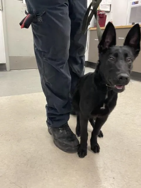 A young small-sized female Belgian Shepherd / Malinois dog named Nuna for adoption in Van Nuys, CA