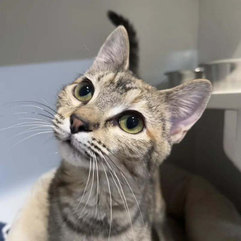 A young medium-sized female Tortoiseshell Domestic Short Hair cat named Marigold for adoption in Saint Charles, MO