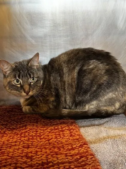 An adult small-sized female Domestic Short Hair cat named Hazel for adoption in Roseville, CA