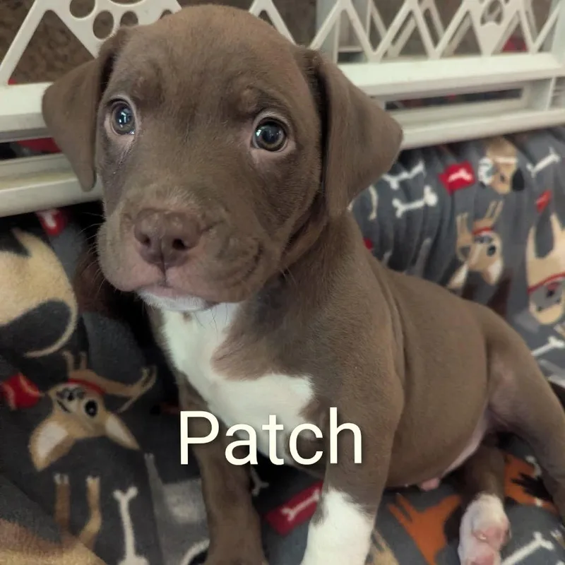 Patch D