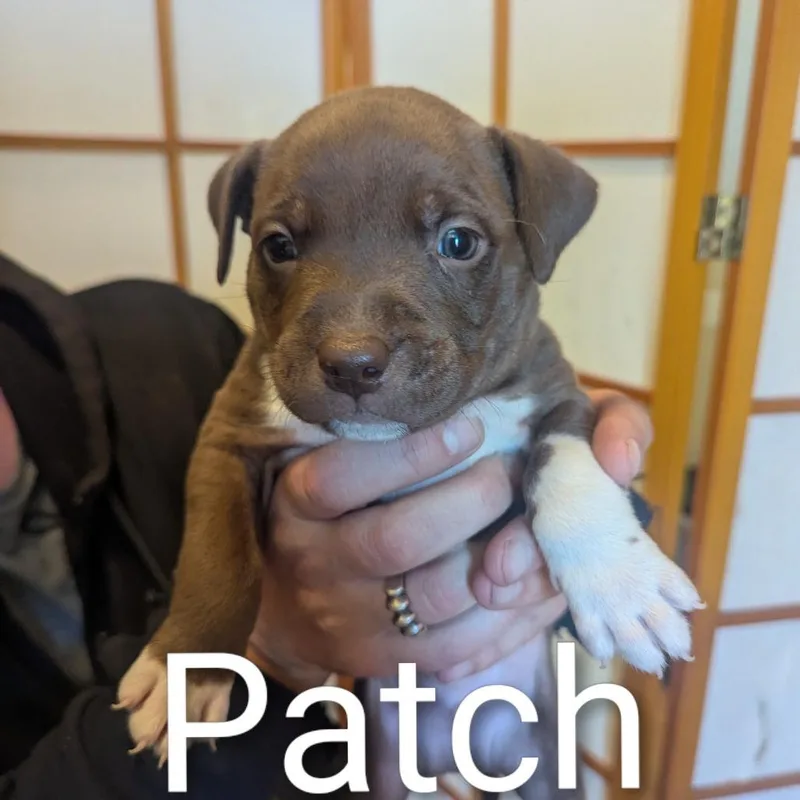 Patch D thumbnail 2