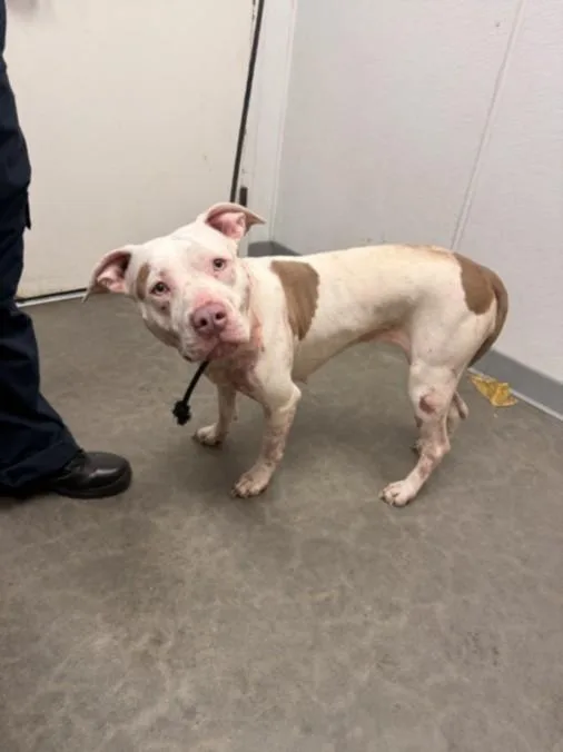 An adult large-sized female Pit Bull Terrier dog named Hailey for adoption in Los Angeles, CA