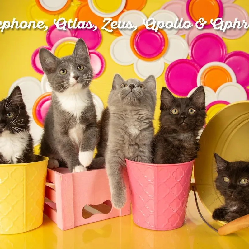 Apollo thumbnail 3