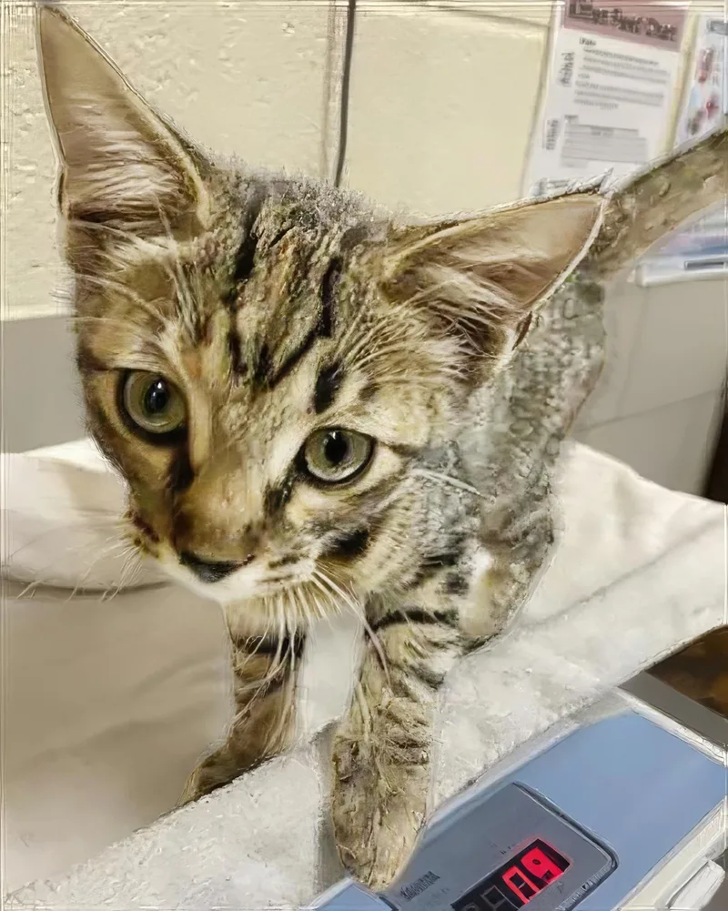 A baby medium-sized female Torbie Domestic Short Hair cat named Hermione for adoption in Nashville, TN