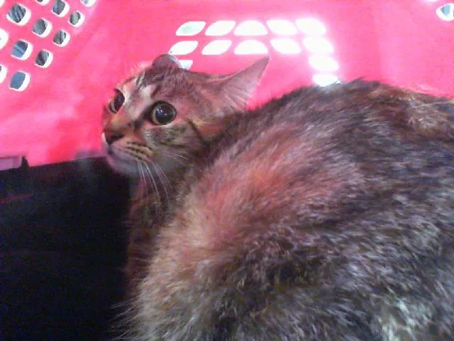 A young small-sized female Domestic Short Hair cat named Lucinda for adoption in Charlotte, NC