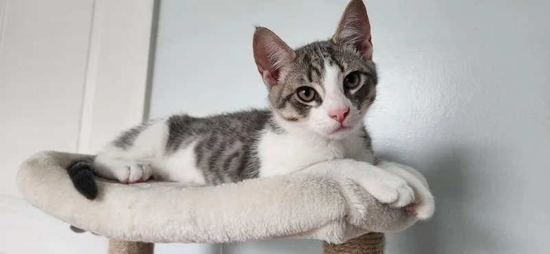 A baby small-sized male Gray & White Domestic Short Hair cat named Dom for adoption in Greensboro, NC