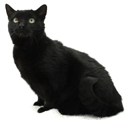 An adult large-sized female Domestic Short Hair cat named Lilly for adoption in Bowling Green, KY