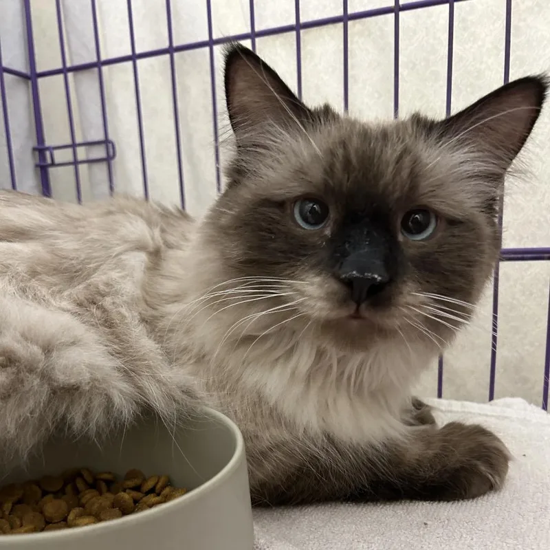 A young large-sized male Seal Point Ragdoll cat named Raffi for adoption in Bedford, NH
