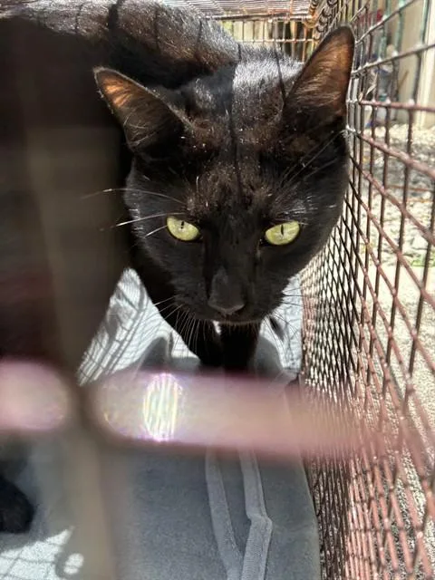 An adult large-sized male Domestic Short Hair cat named Frodo for adoption in Miami, FL