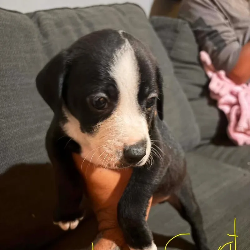 A baby medium-sized male Black Mixed Breed dog named Wiley Coyote for adoption in Fredericksburg, VA