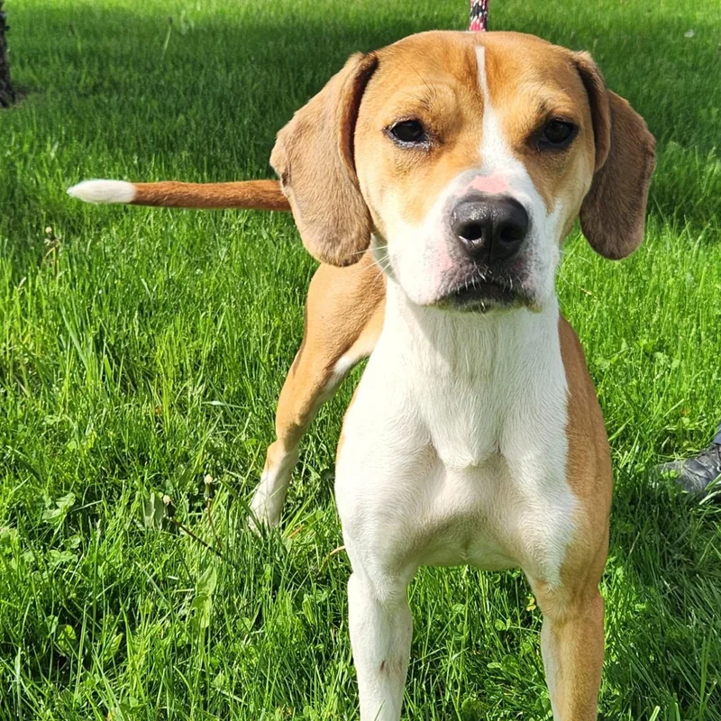 An adult medium-sized female Brown / Chocolate Beagle dog named Lily for adoption in Batavia, NY