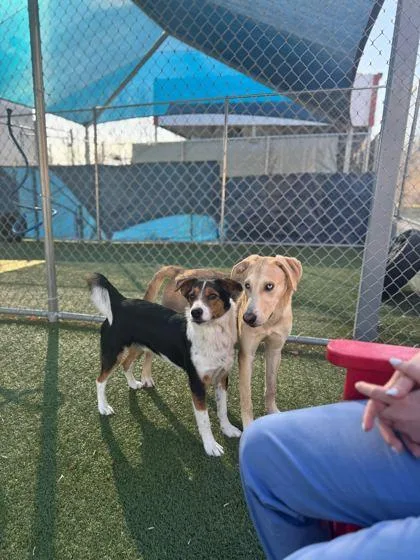 An adult medium-sized female Shepherd dog named Barbie for adoption in Carrollton, TX