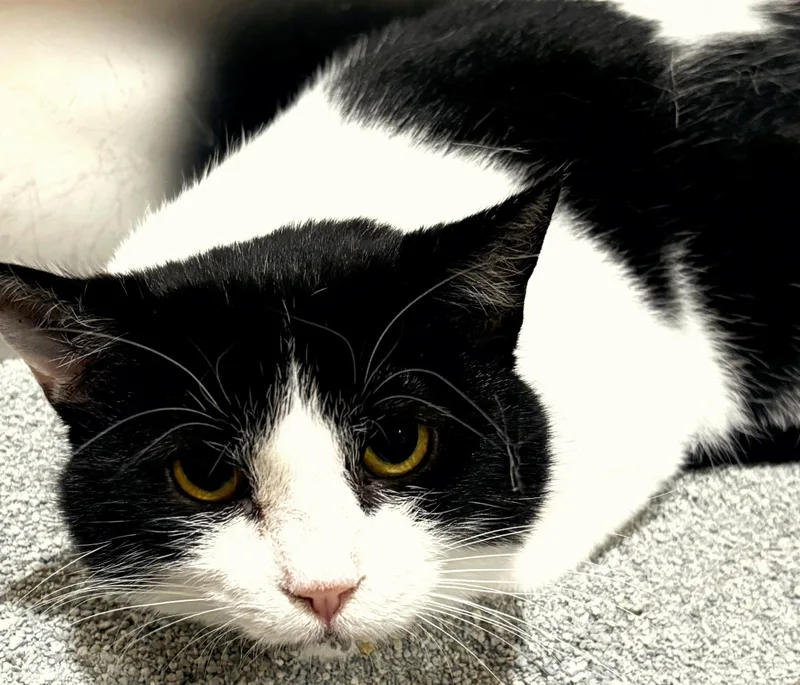 A young medium-sized female Black & White / Tuxedo Domestic Short Hair cat named Lavender for adoption in Rochester, NY