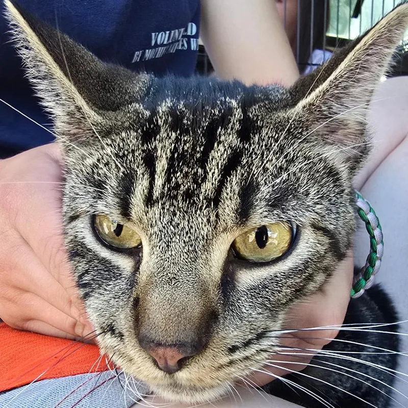 A young small-sized male Black Domestic Short Hair cat named Ziggy for adoption in Klamath Falls, OR