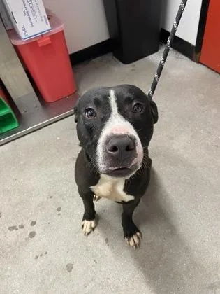 An adult medium-sized male Mixed Breed dog named Darth Vader for adoption in West Chester, PA