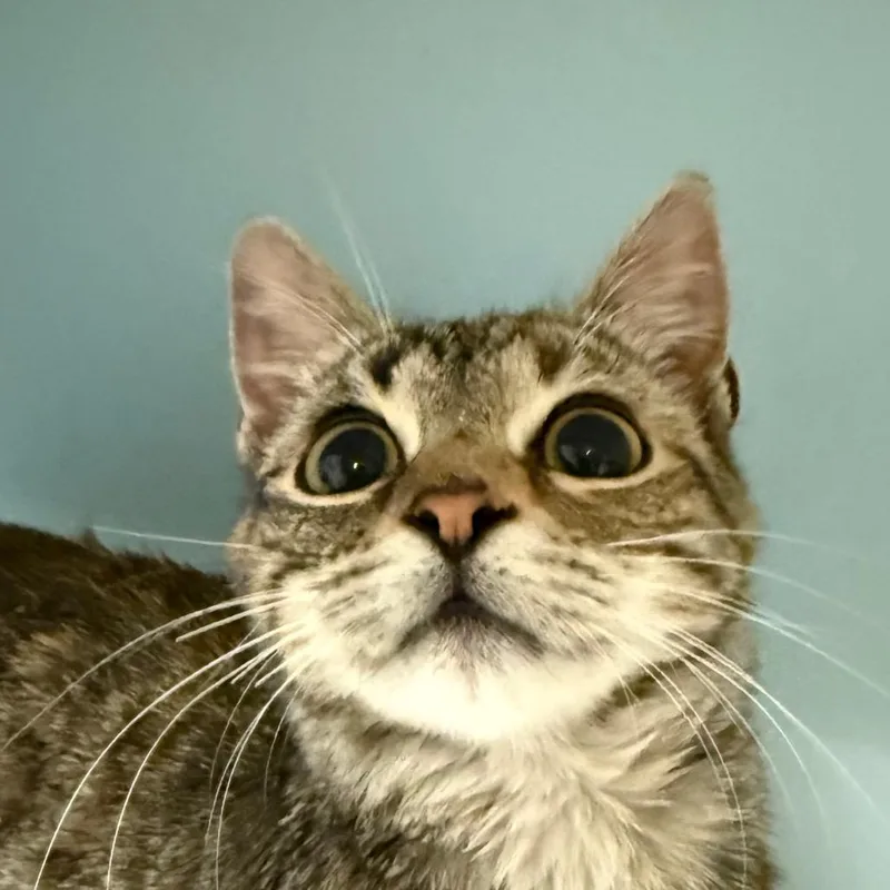 A young small-sized female Gray / Blue / Silver Domestic Short Hair cat named Lita Bida Boba Butt for adoption in Chattanooga, TN