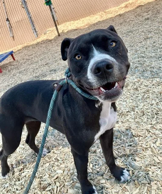 A young medium-sized female Boxer dog named Ivy for adoption in Albuquerque, NM