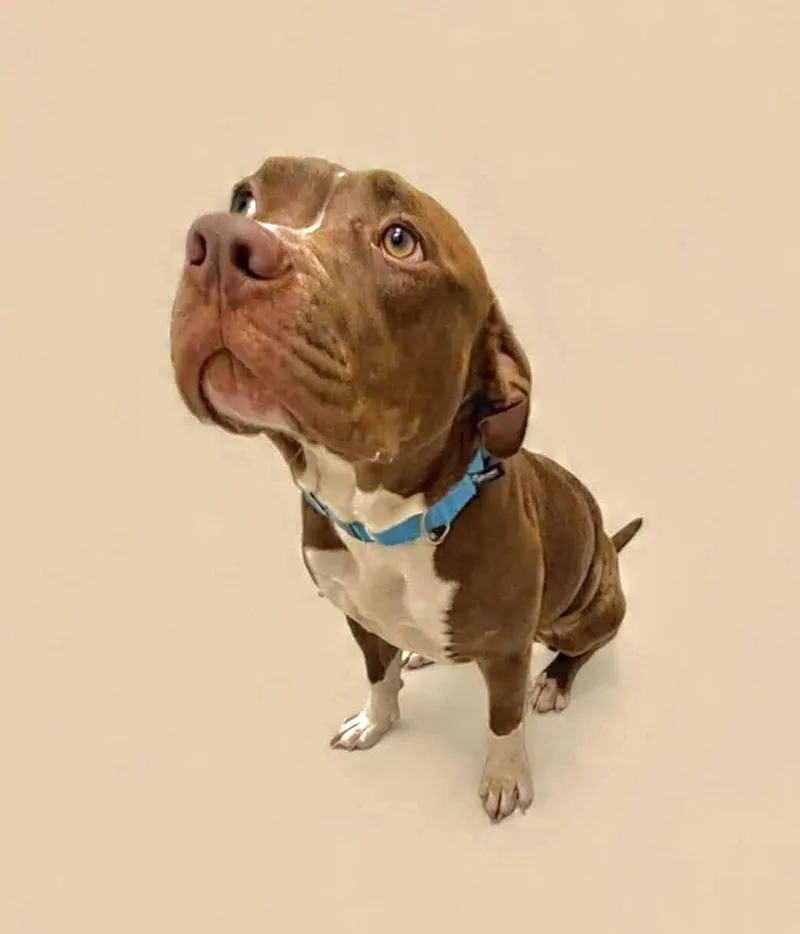 A young medium-sized male Pit Bull Terrier dog named Franklin for adoption in Ashland, OH