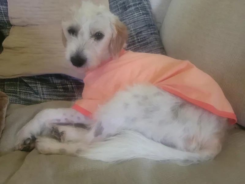 A young medium-sized male White / Cream Jack Russell Terrier dog named Ziggy for adoption in Pflugerville, TX