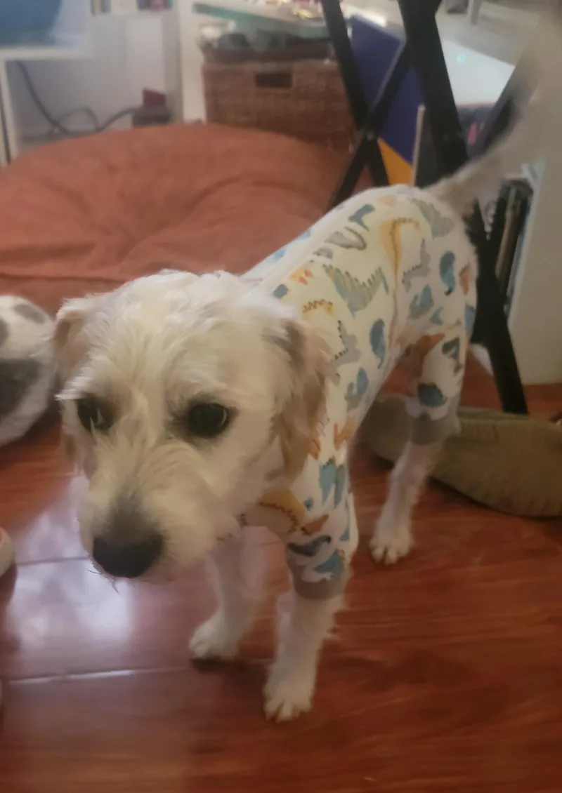 Ziggy thumbnail 3
