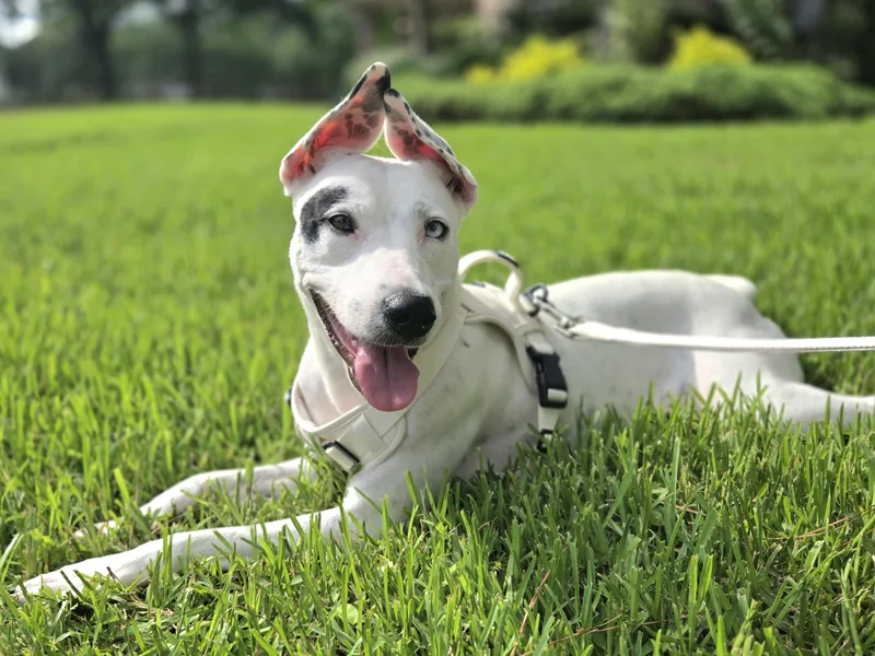 An adult medium-sized female White / Cream Mixed Breed dog named Ahsoka for adoption in Cypress, TX