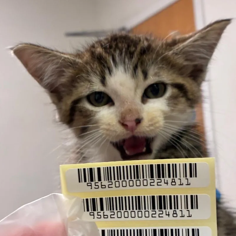 A baby small-sized male Brown / Chocolate Domestic Short Hair cat named Carlos for adoption in Charleston, WV